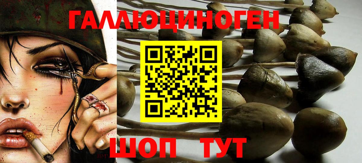 Зерноград  Галлюциногенные грибы Psilocybe  Вход с VPN 